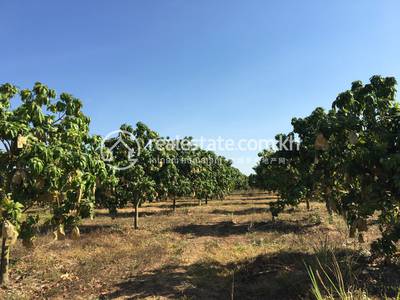 National road 57B 57B, Ta Krei, Kamrieng, Battambang