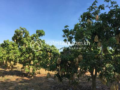 National road 57B 57B, Ta Krei, Kamrieng, Battambang