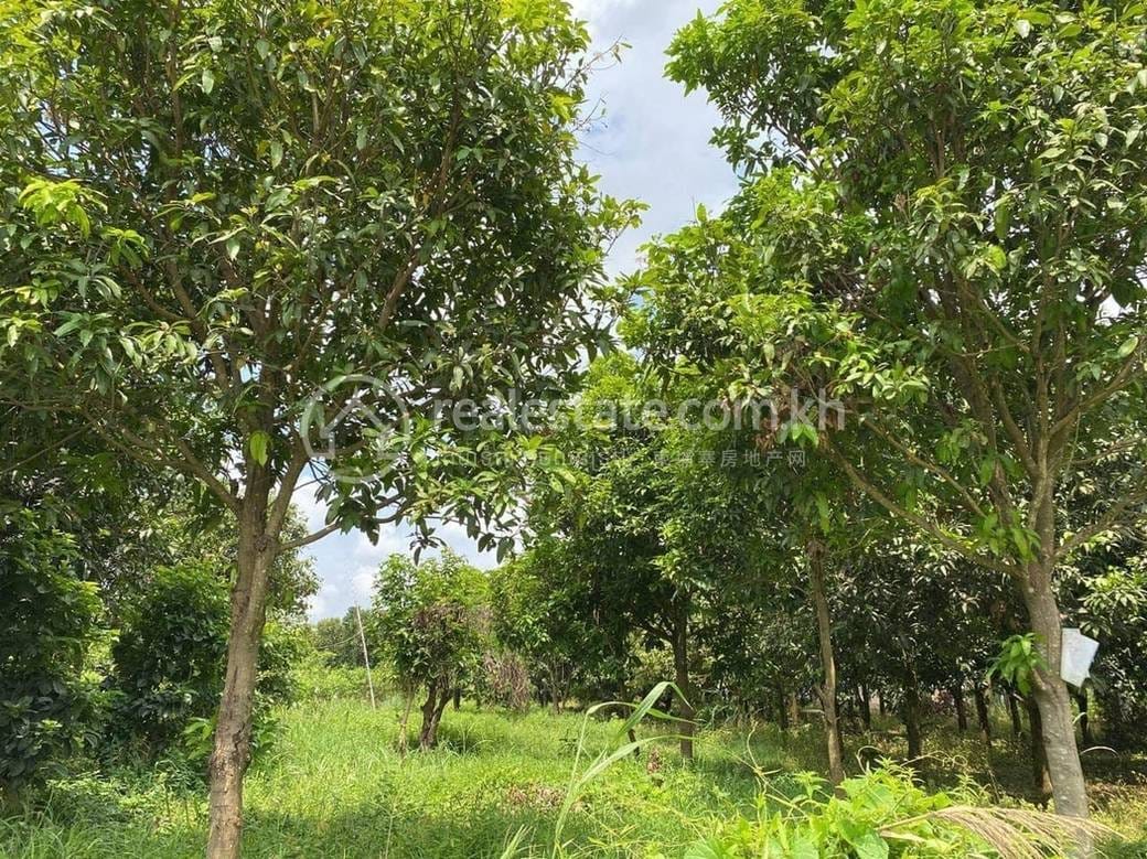 Kampong Svay ដី សំរាប់លក់ នៅ Kampong Svay
