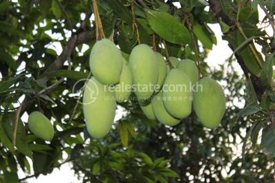    , ត្រែងត្រយឹង, ភ្នំស្រួច, កំពង់ស្ពឺ