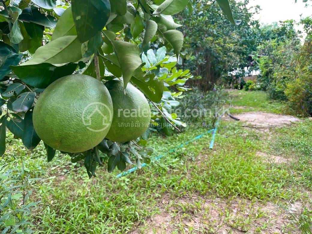 Chheu Teal ที่ดิน สำหรับขาย ใน Chheu Teal