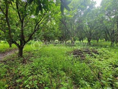 Trapeang Chres, Koun Mom, Ratanakiri