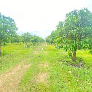 Ou Krieng, Sambour, Kratie