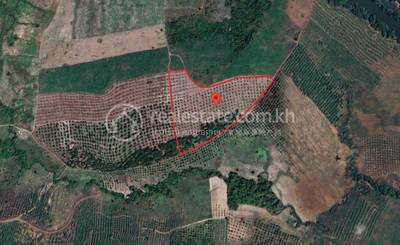 Kampong Damrei, Chhloung, Kratie