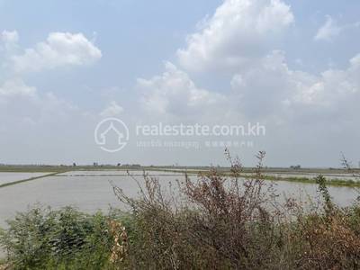 ស្នោ, ព្រៃកប្បាស, តាកែវ