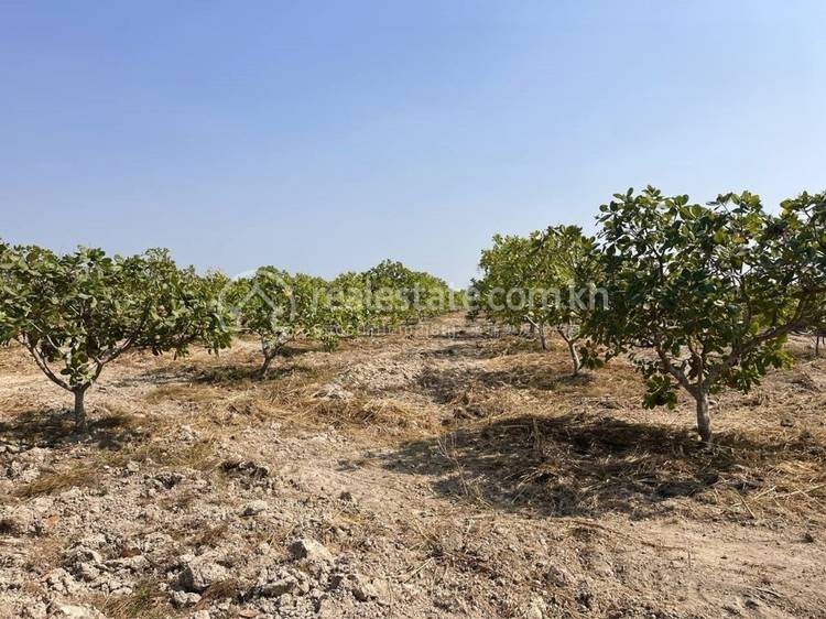 ស្រែសំបូរ, សៀមប៉ាង, ស្ទឹងត្រែង