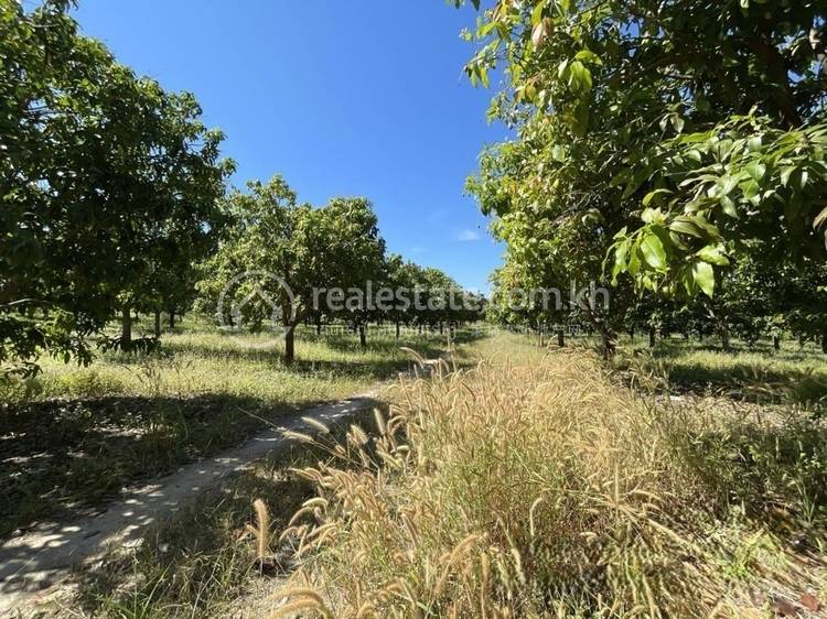 ស្ទឹងត្រែង, ស្ទឹងត្រែង, ស្ទឹងត្រែង