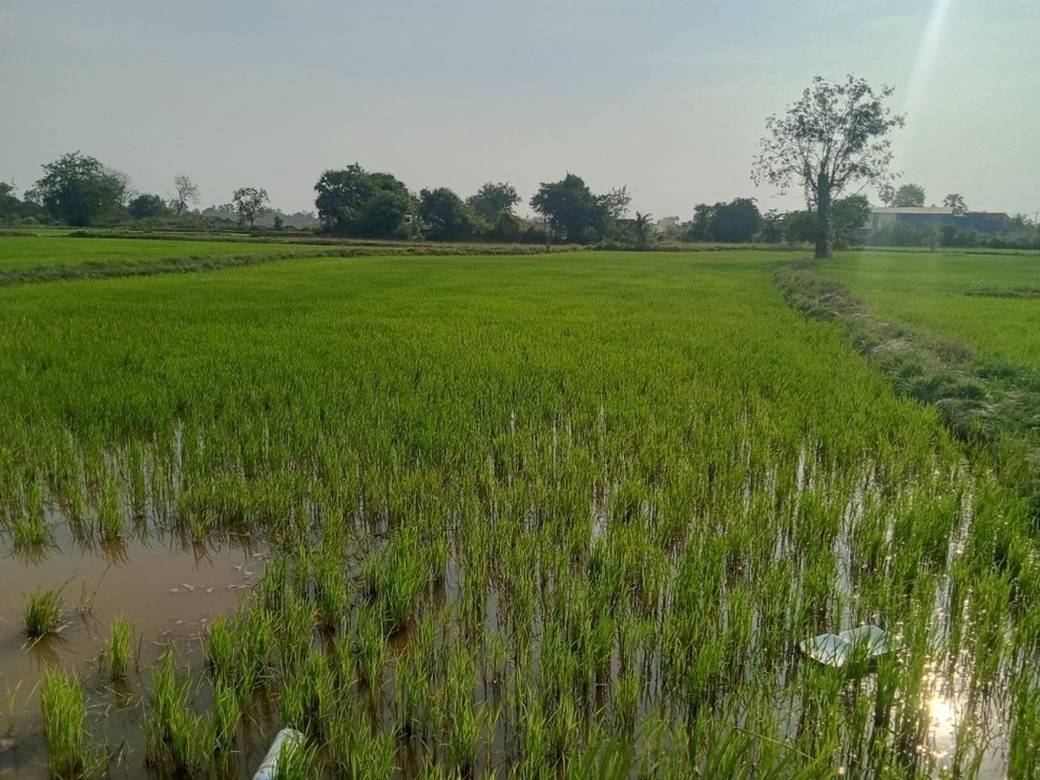 ที่ดิน สำหรับขาย ขนาดที่ดิน 4,564 ตร.ม.