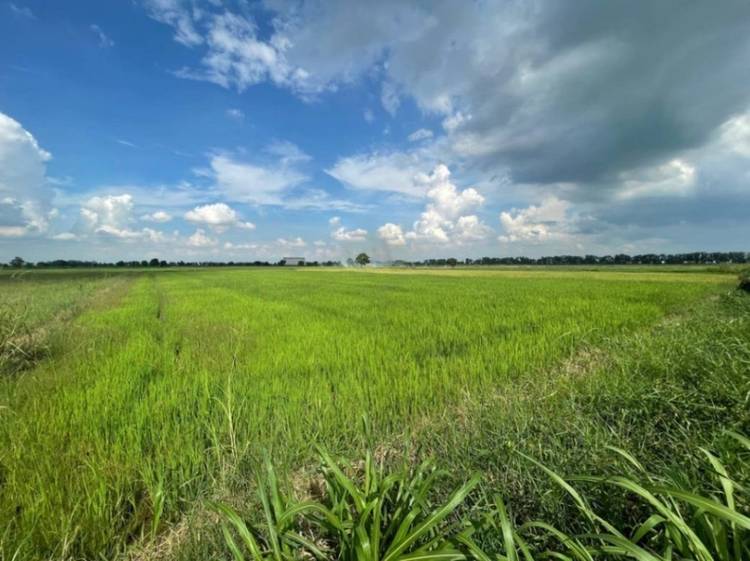 Kampong Svay, Kien Svay, Kandalの土地売り物件