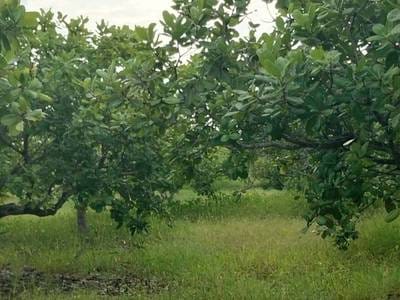 170,000 sqm Land Size Agricultural For Sale