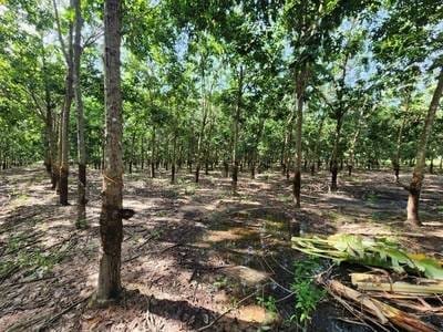 Kraya ដីកសិកម្ម សំរាប់លក់ នៅ Kraya