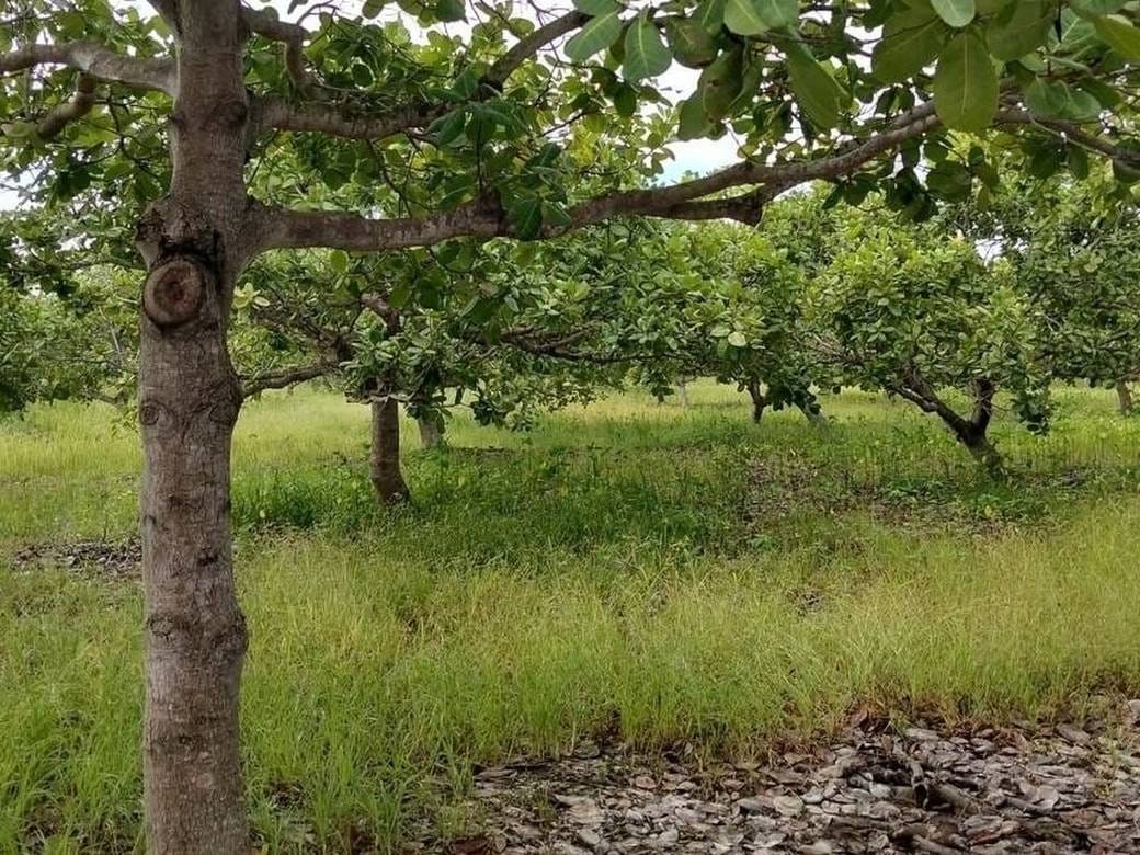 Agricultural For Sale in Snuol $110,500