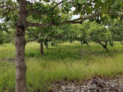 Agricultural For Sale in Snuol $110,500