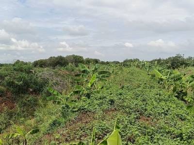 Pozemky Na prodej in Kampong Svay, Kien Svay, Kandal