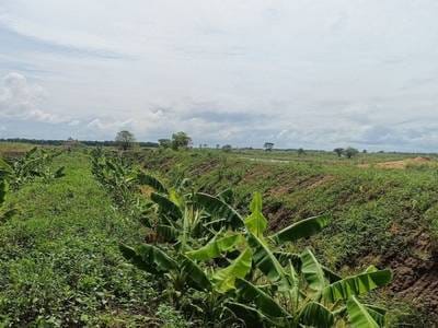 Kampong Svay Pozemky Na prodej in Kampong Svay