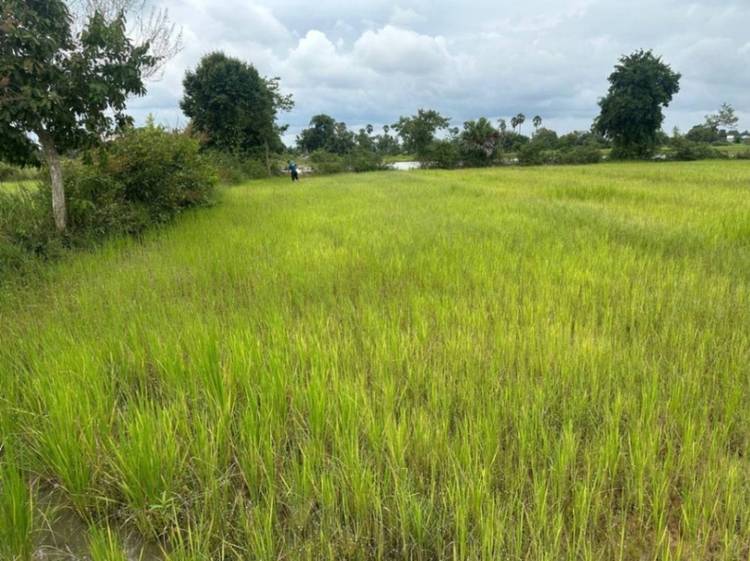 Działka Na sprzedaż w Sak Sampov, Dangkao, Phnom Penh