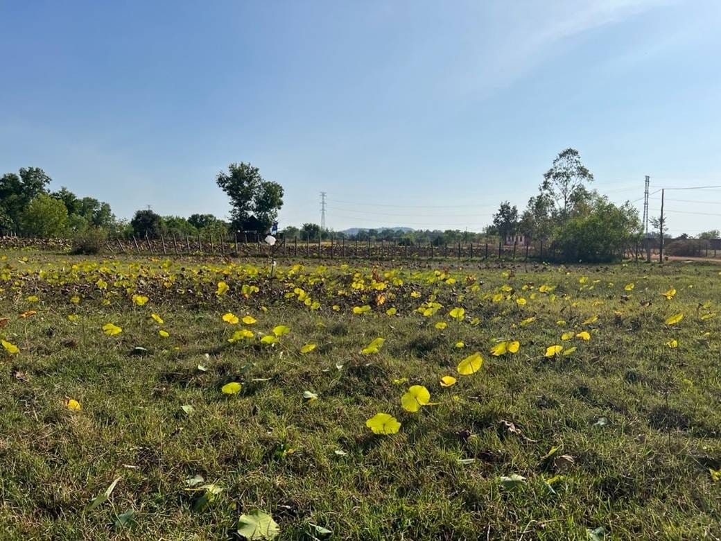Svay Dankum土地出售，位于Svay Dankum