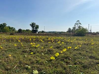 Svay Dankum土地出售，位于Svay Dankum