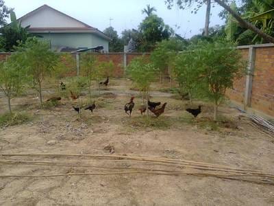 ที่ดิน สำหรับขาย ใน Battambang $249,000