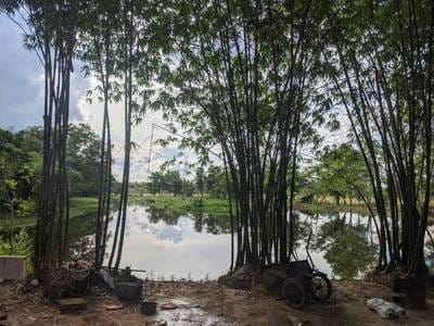 Siem Reap Resort For Sale in Siem Reap