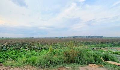 ที่ดิน สำหรับขาย ใน S'ang POA