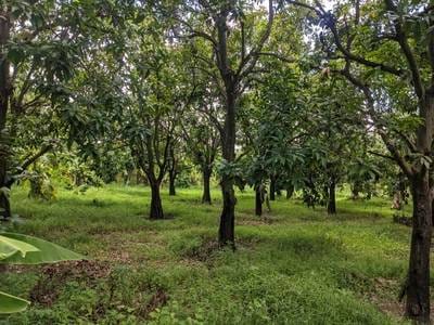 Lot For Sale in Akreiy Ksatr, Lvea Aem, Kandal