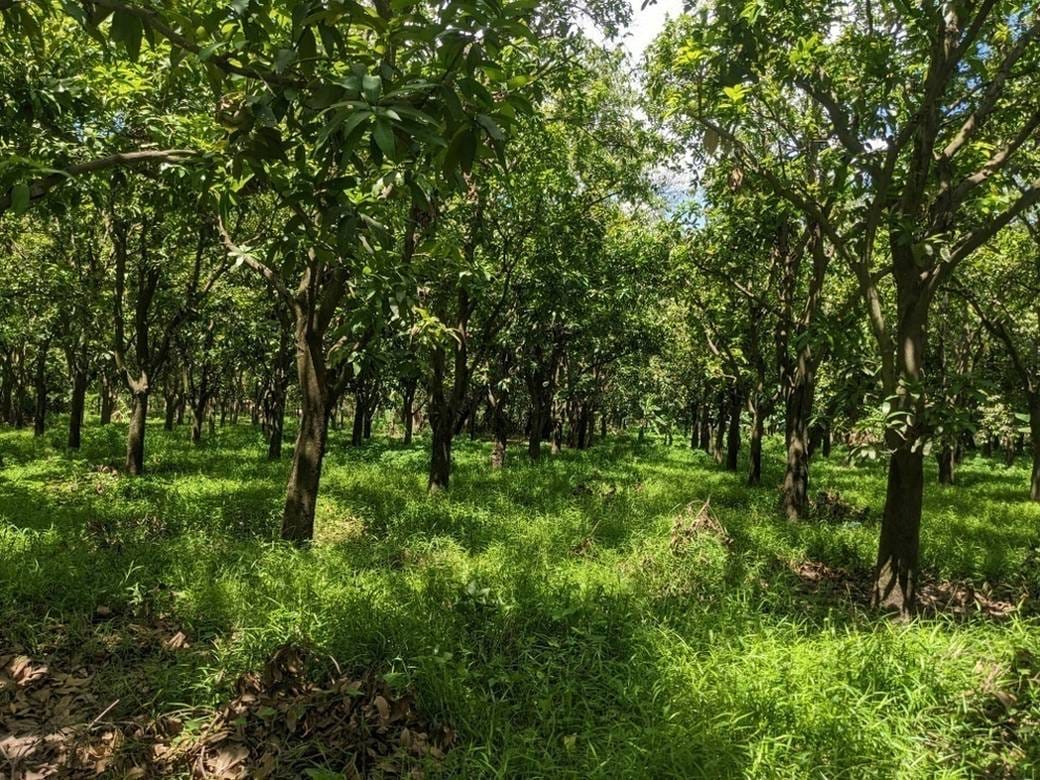 41,320 sqm Land Size Lot For Sale