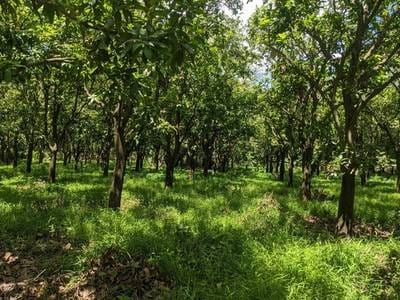 41,320 sqm Land Size Lot For Sale