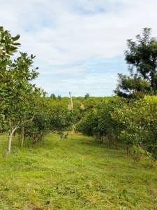531,460 sqm Land Size Agricultural For Sale