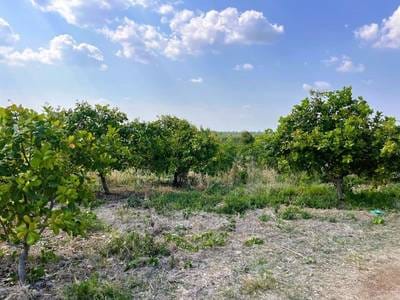 Relief À vendre de 60,000 m² de terrain