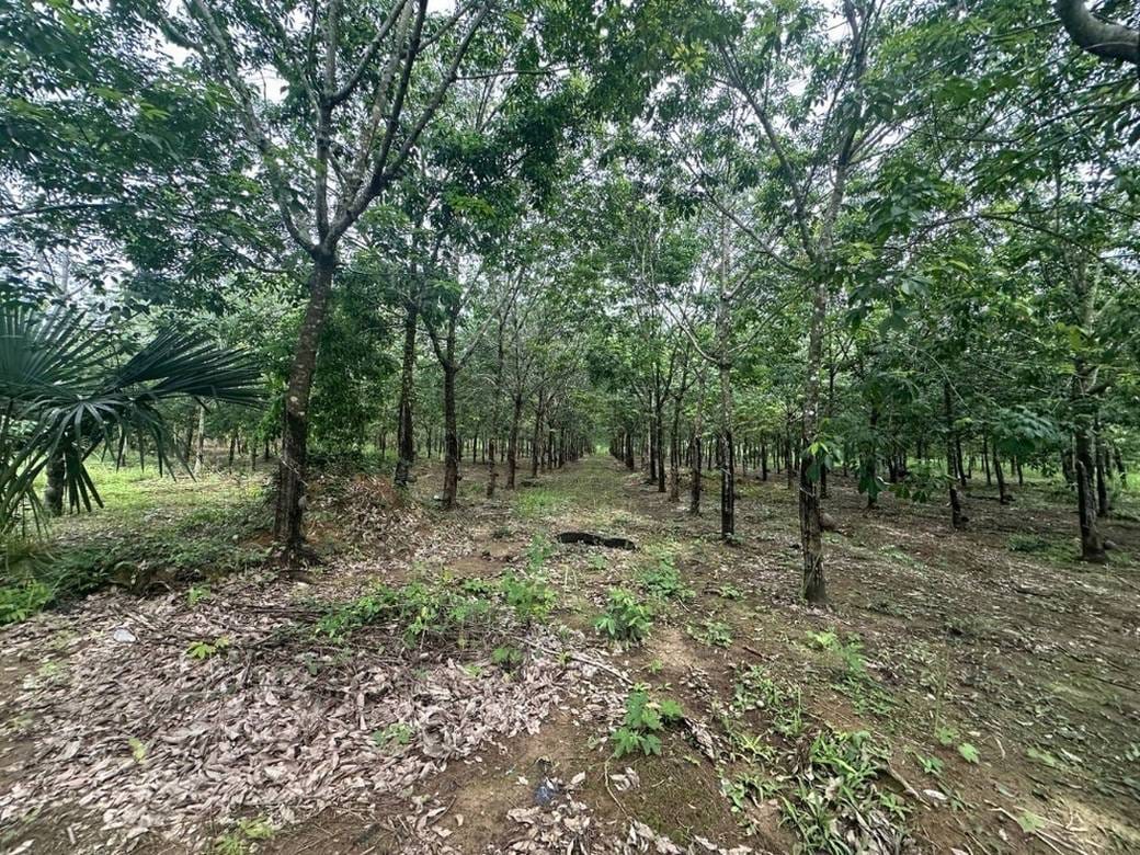 ที่ดิน สำหรับขาย ขนาดที่ดิน 60,000 ตร.ม.