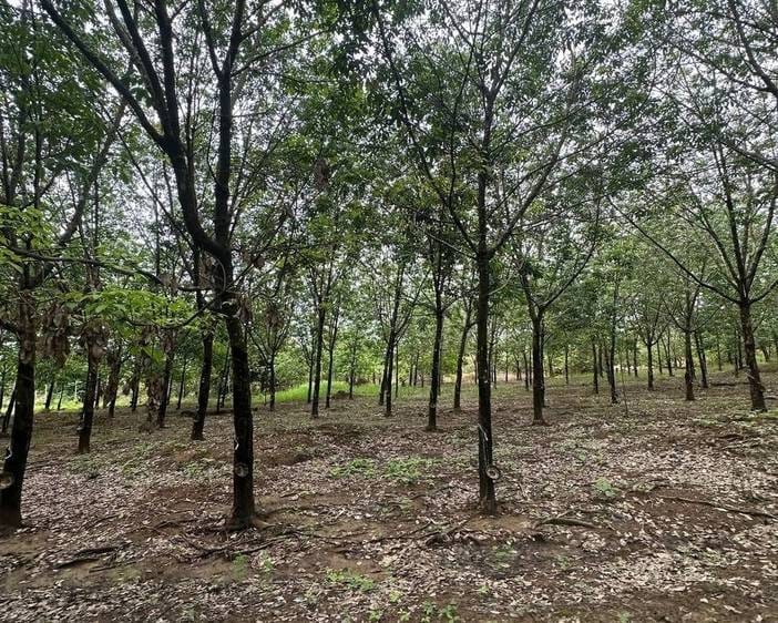 ที่ดิน สำหรับขาย ใน Snuol $36,000