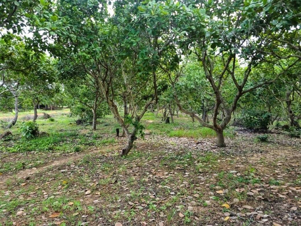 50,000 sqm Land Size Lot For Sale