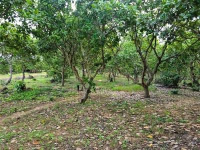 50,000 sqm Land Size Lot For Sale
