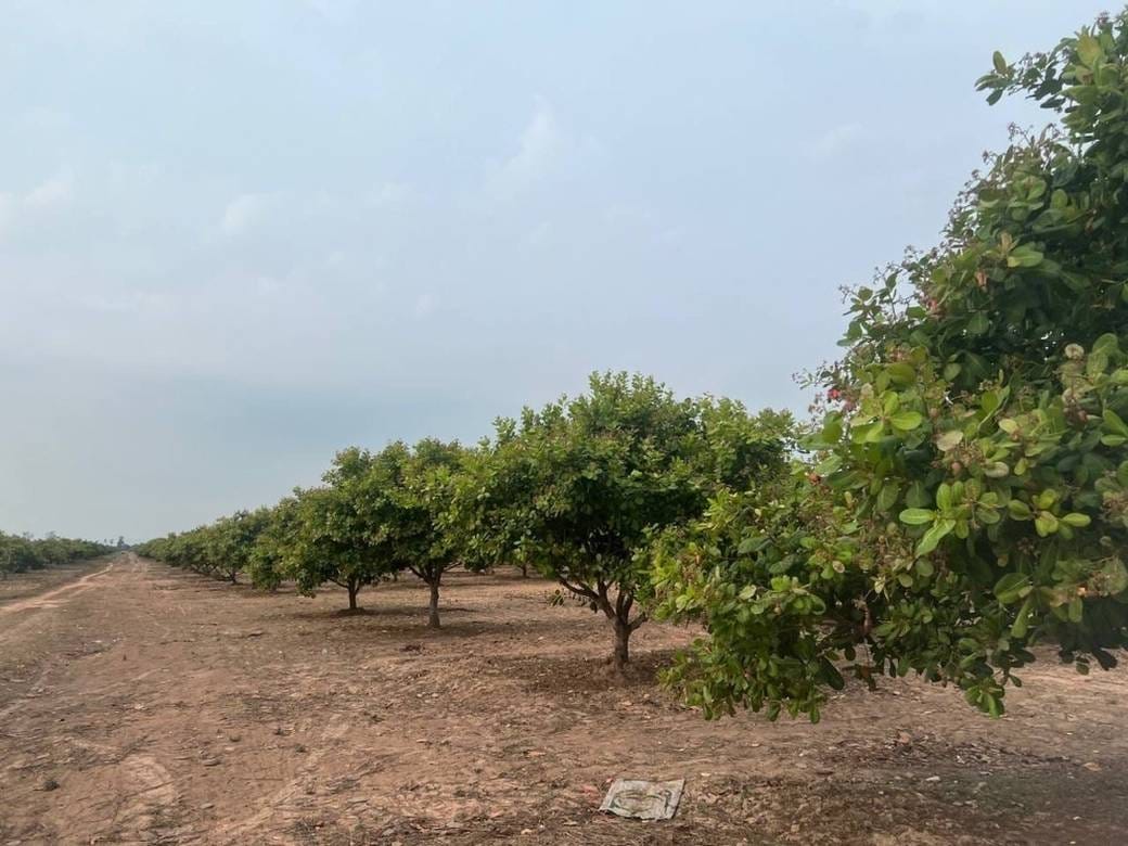 Terrain agricole À vendre à Trapeang Prasat $2,300,000