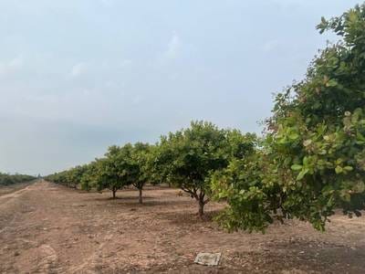 Terrain agricole À vendre à Trapeang Prasat $2,300,000