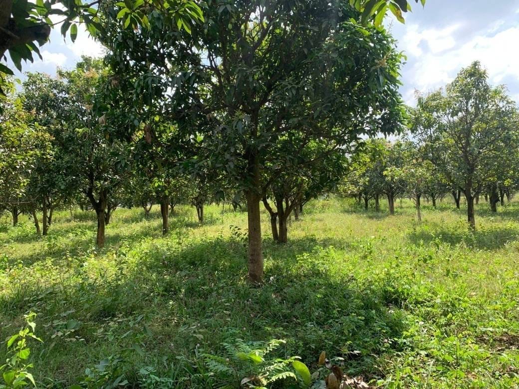 Kampong Trach Khang Lech土地出售，位于Kampong Trach Khang Lech