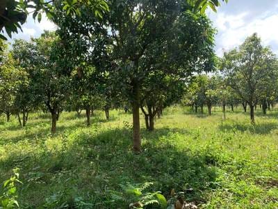 Kampong Trach Khang Lech土地出售，位于Kampong Trach Khang Lech