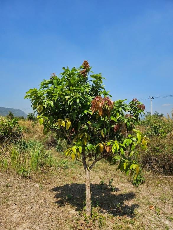 Lot À vendre à Traeng Trayueng, Phnum Sruoch, Kampong Speu