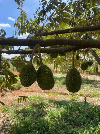 ដី សំរាប់លក់ នៅChhuk តម្លៃ $300,000