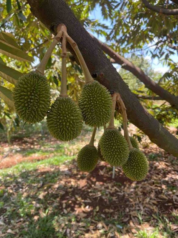 Chhuk ដី សំរាប់លក់ នៅChhuk