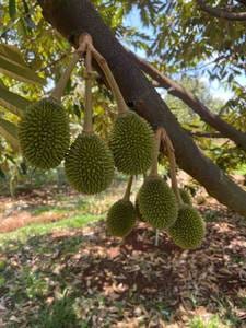 Chhuk ដី សំរាប់លក់ នៅChhuk