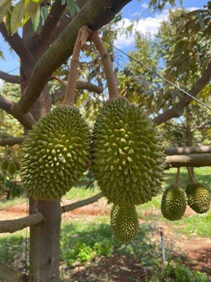 Dechou Akphivoadth ដី សំរាប់លក់ នៅ Dechou Akphivoadth