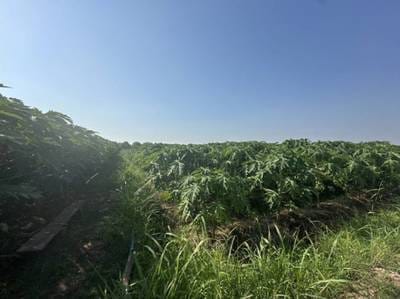 3,422 sqm Land Size Pozemky Na prodej