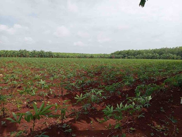Lot For Sale in Tbaeng Mean Chey $1,700