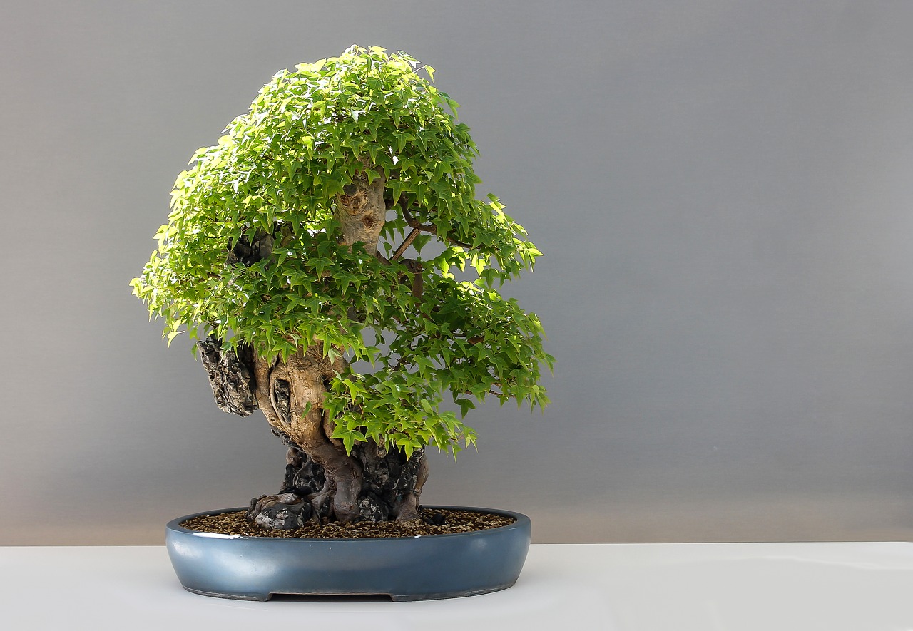 bonsai-2211102_1280.jpg